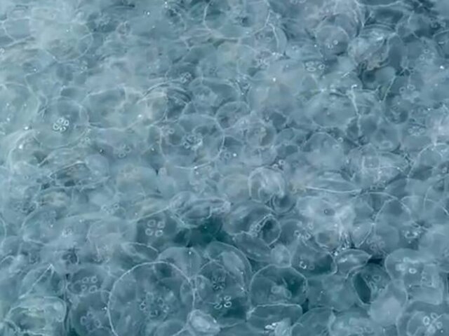Эксперт Абрамчук объяснил скопление медуз в Анапе последствиями шторма
