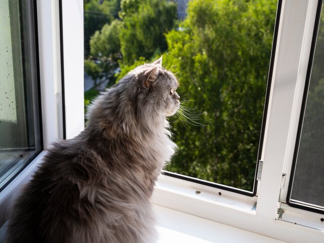 Ветеринар Ивайкина рассказала, как защитить домашних животных от падения из окна