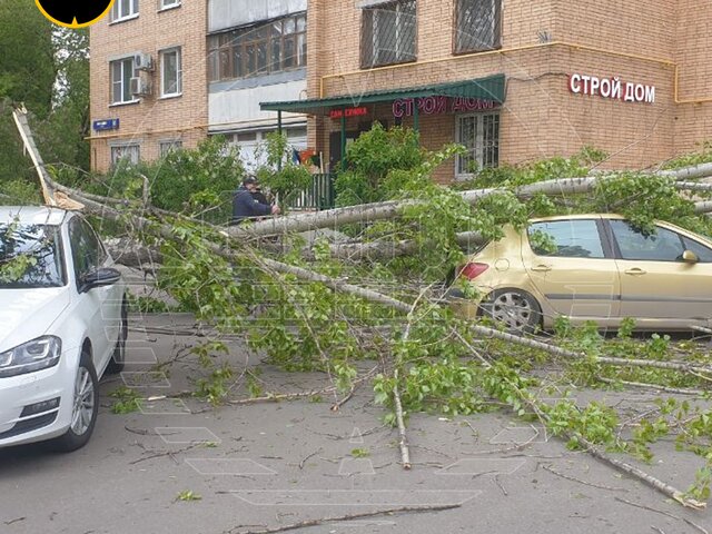 Сильный ветер повалил деревья и повредил конструкции в Москве