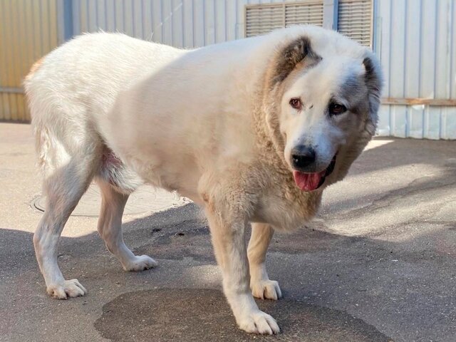 Похудевшему на 50 килограммов псу Кругетсу ищут новый дом