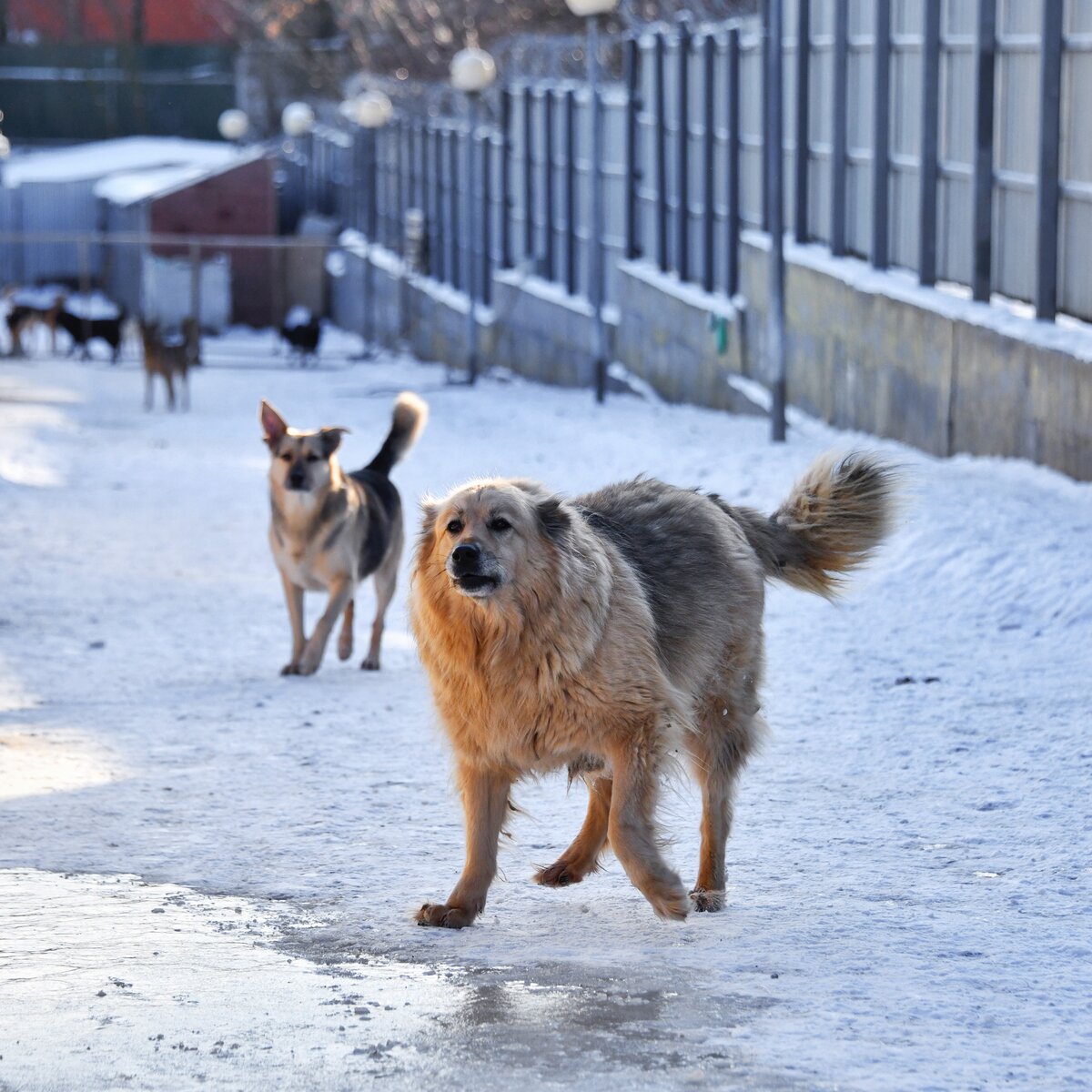 В Туве разрешили усыплять опасных бездомных животных – Москва 24, 21.02.2024