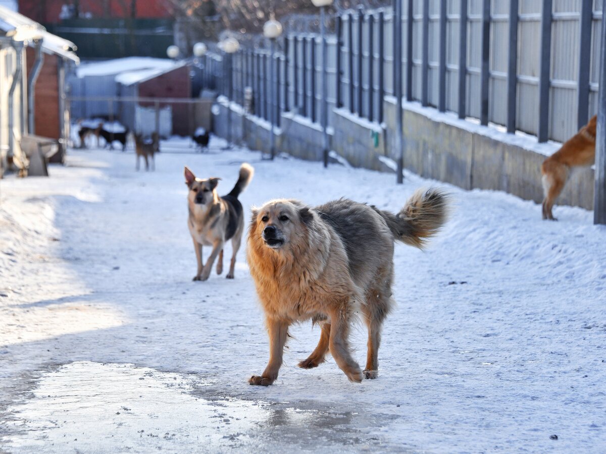 В Туве разрешили усыплять опасных бездомных животных – Москва 24, 21.02.2024