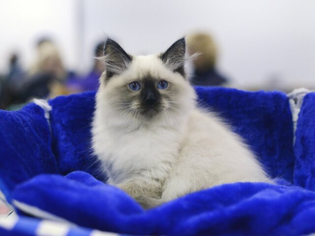 Москва онлайн покажет обзор международной выставки кошек Spring Cat Show