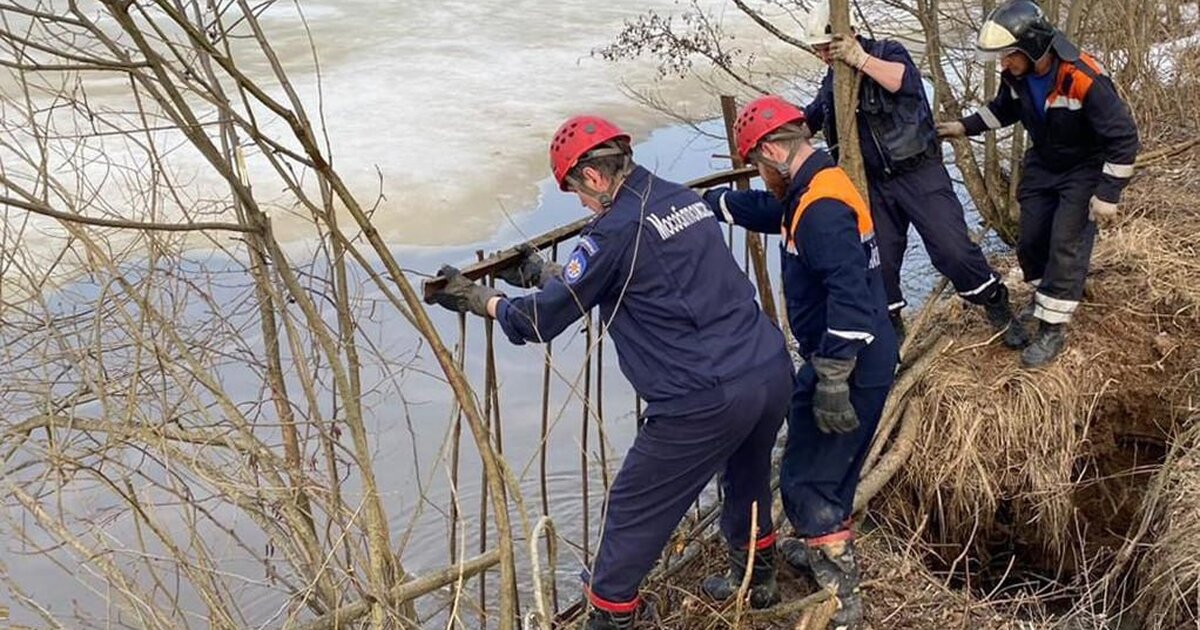 В Подмосковье спасли пса, отрезанного паводком от большой земли