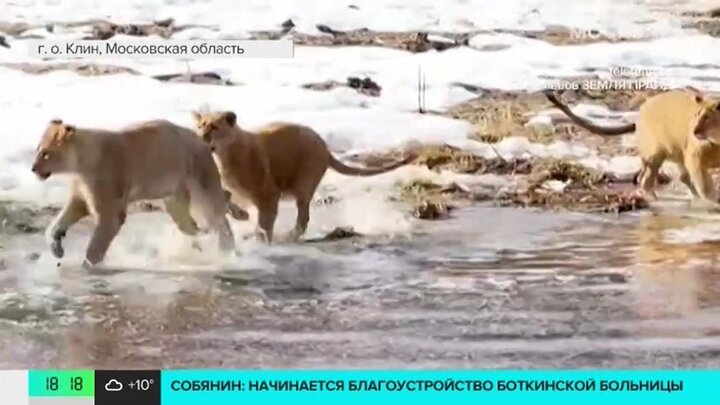 Московский зоопарк предложил помощь парку-приюту «Земля прайда»