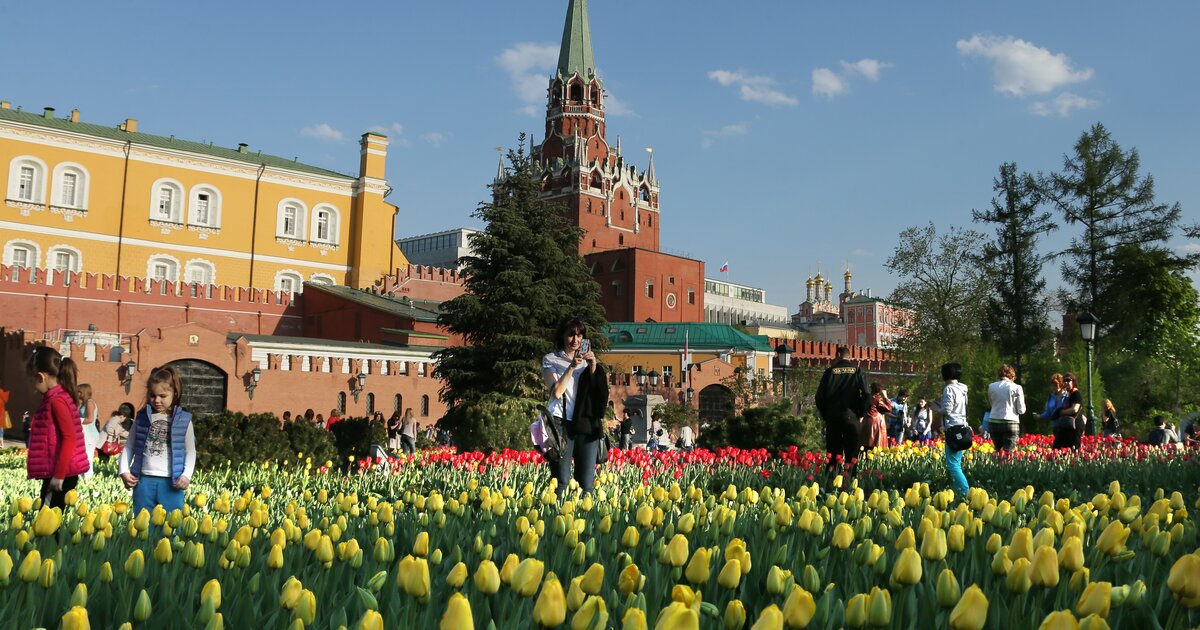 Тюльпан москва фото