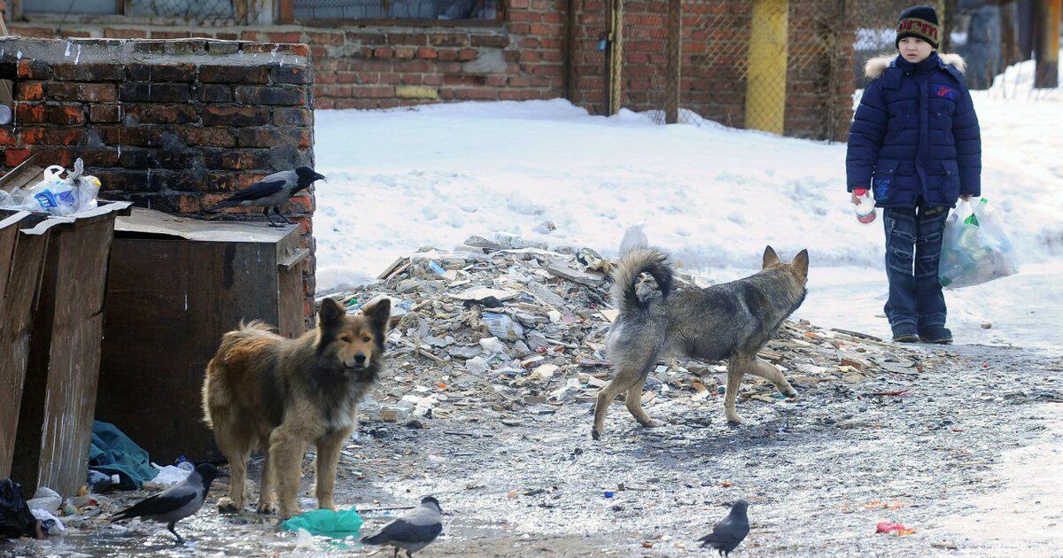 Фото бездомных собак на улице