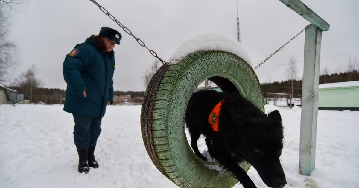 Кинологический стадион Сокольники.