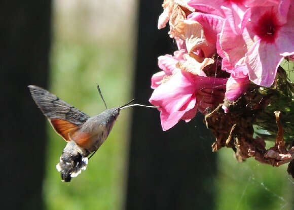 Na Vostoke Podmoskovya Obnaruzhili Redkuyu Babochku Kolibri Moskva 24 04 09 2018