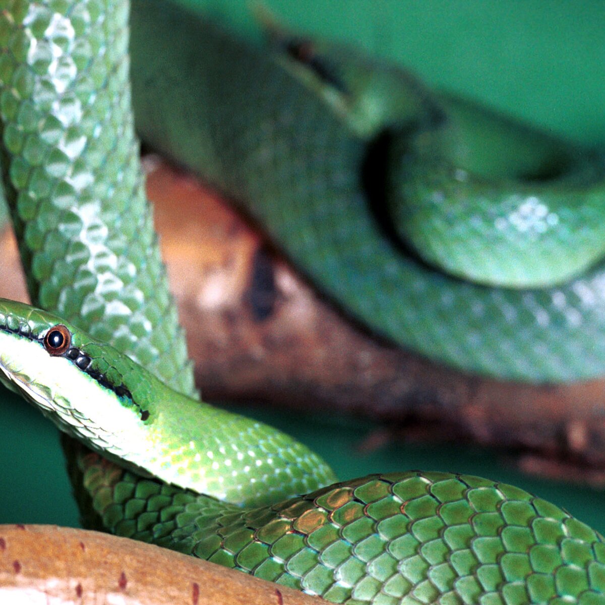 Зеленые змеи в россии фото и названия