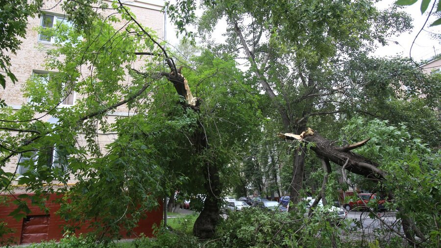 Упало дерево в парке