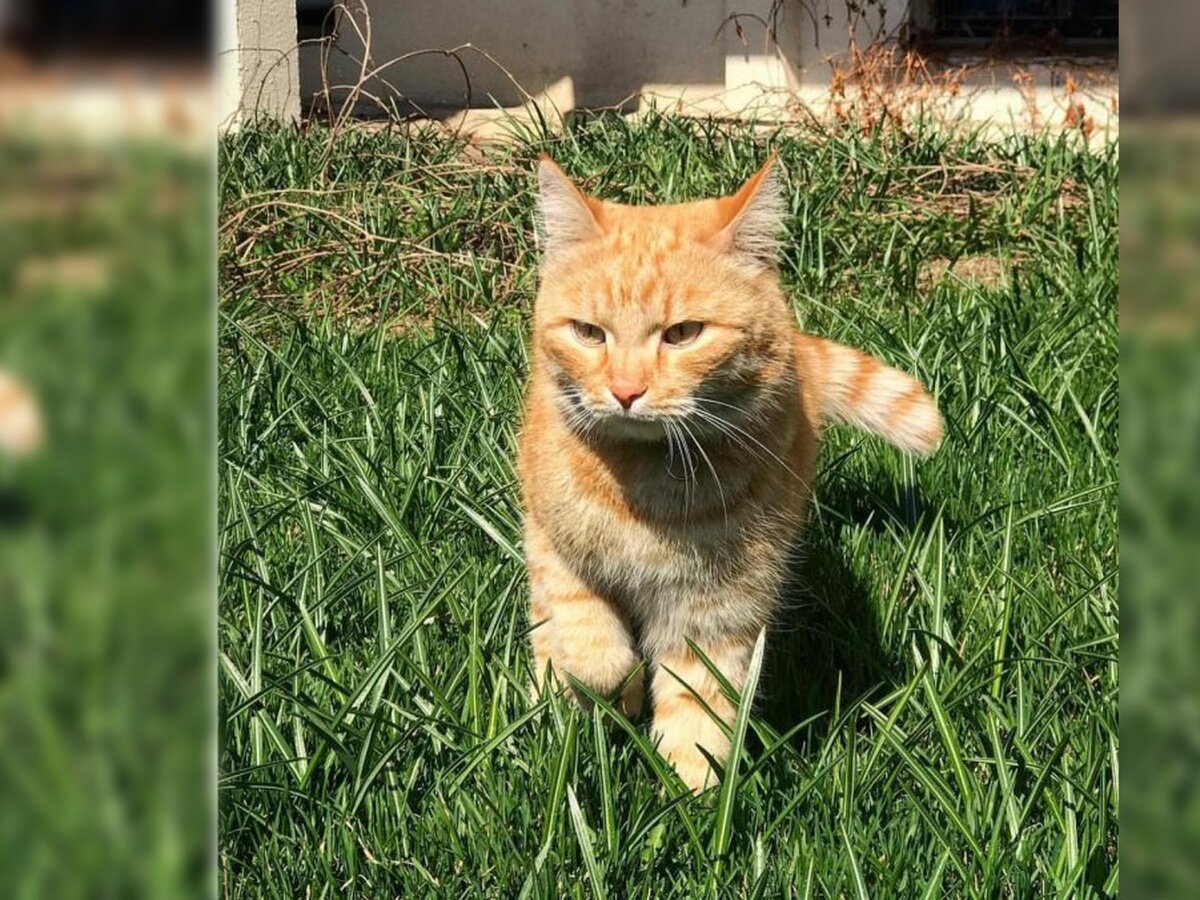 В Парке Горького ищут кота, который считается символом музея 