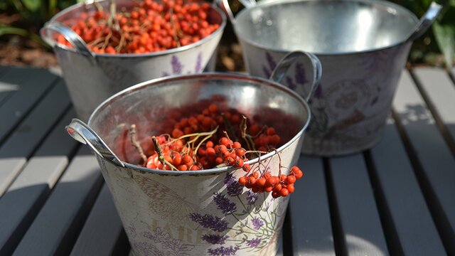 Урожай рябины предвещает холодную зиму?