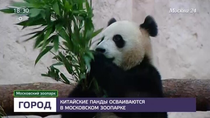 Панда в московском зоопарке последнее видео. Панда в Московском зоопарке. Где находится Панда в Московском зоопарке. Панда в Московском зоопарке видео. Анонс о рождении пандочки в Московском зоопарке.