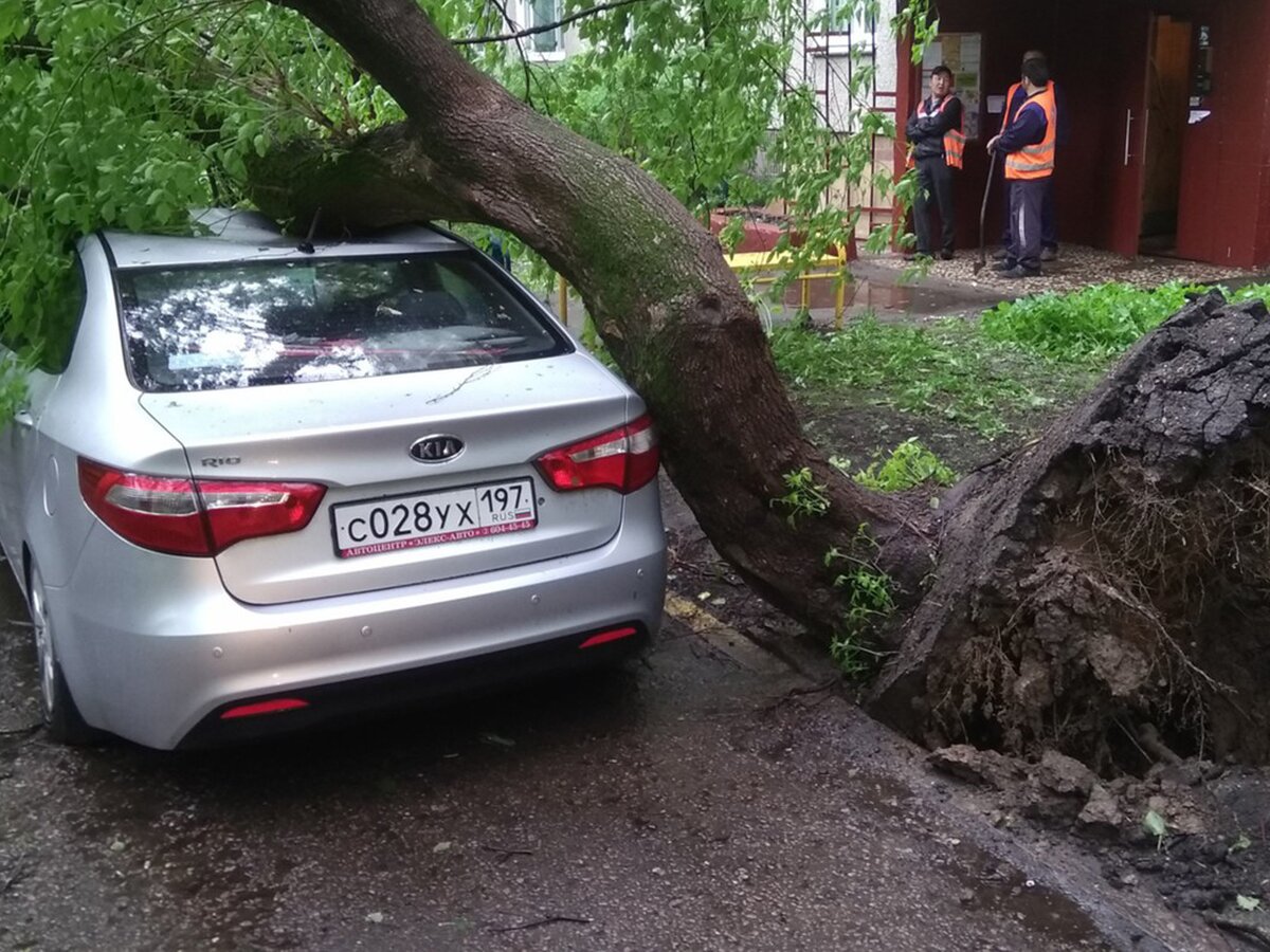 Майские грозы: что делать, если на машину упало дерево – Москва 24,  14.05.2019