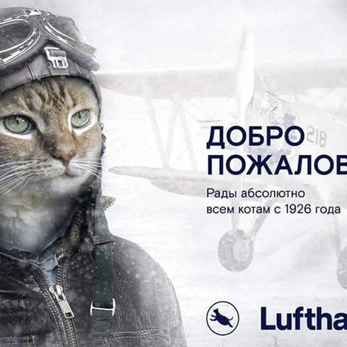 Lufthansa заявила о непричастности к созданию плаката с приветствием к  котам – Москва 24, 14.11.2019