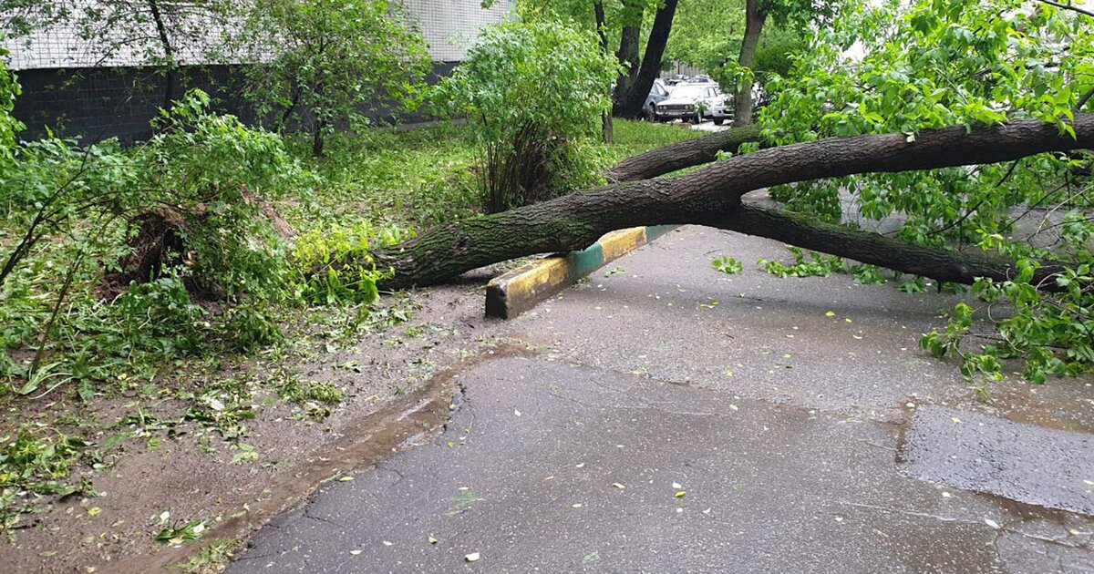 Дерево 44. Поваленные деревья в городе. Поваленные деревья в Куликово. Даниловский АО поваленные деревья. Колпино сильный ветер.