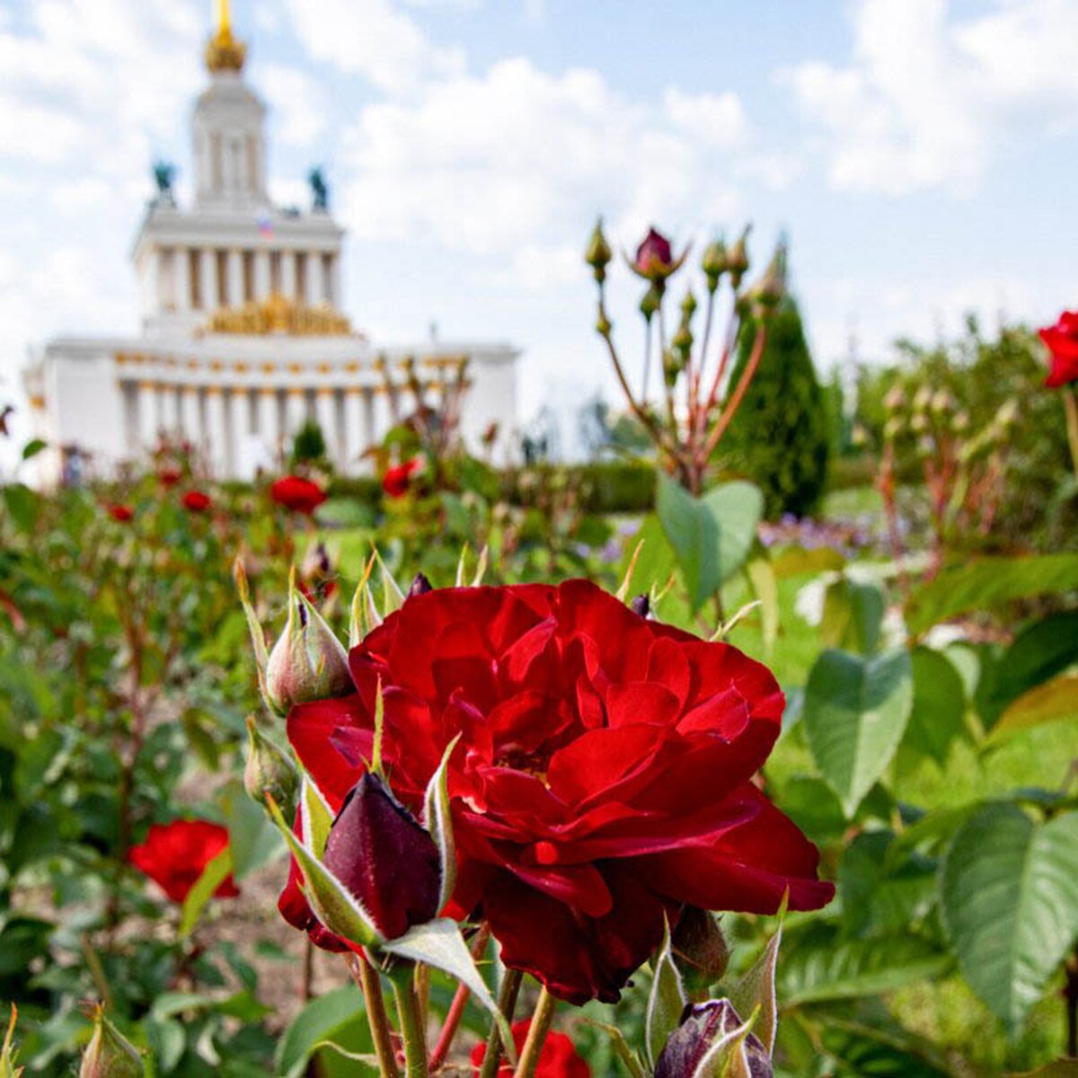 Розы расцвели на ВДНХ – Москва 24, 26.06.2020