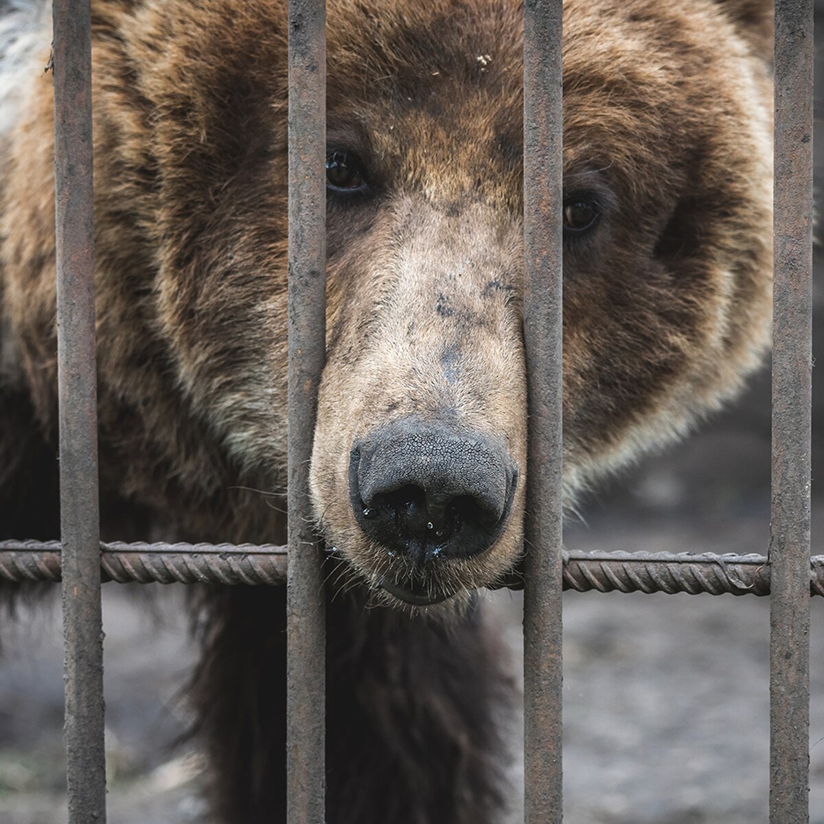 Зоолог рассказал, почему медведи могли растерзать мальчика в Сочи – Москва  24, 06.08.2020