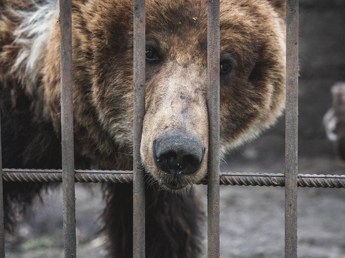 Зоолог рассказал, почему медведи могли растерзать мальчика в Сочи – Москва  24, 06.08.2020