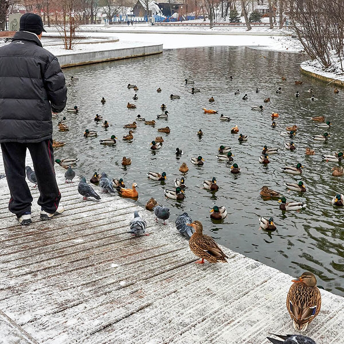 Дикие утки остаются на зиму в городах и хорошо себя чувствуют