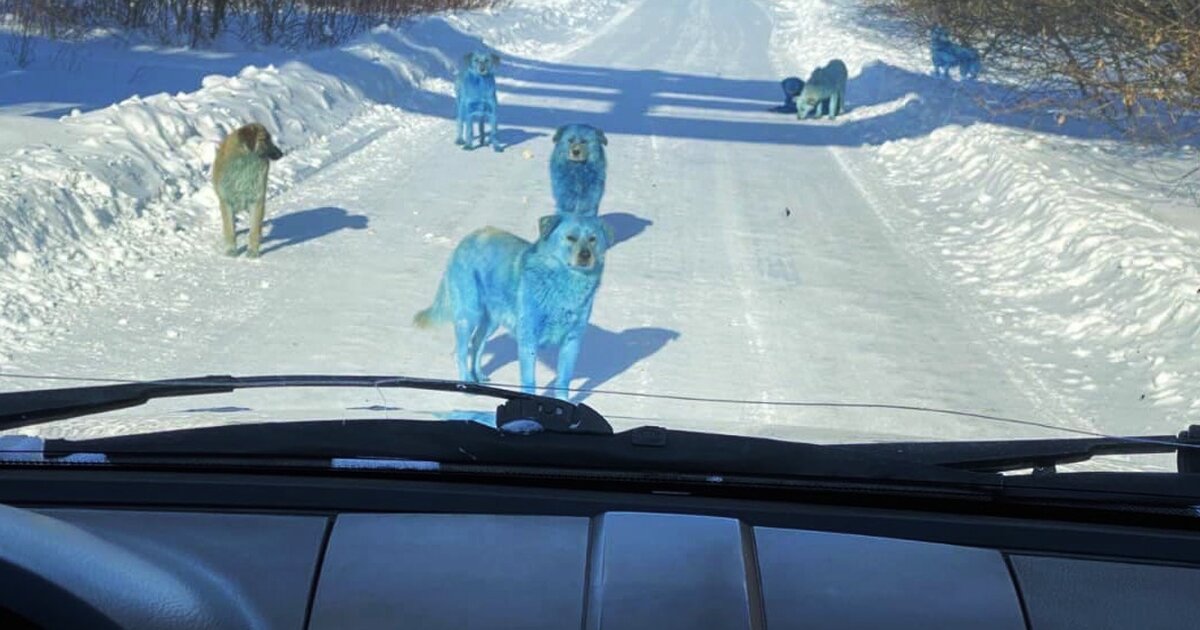 В дзержинске синие собаки фото