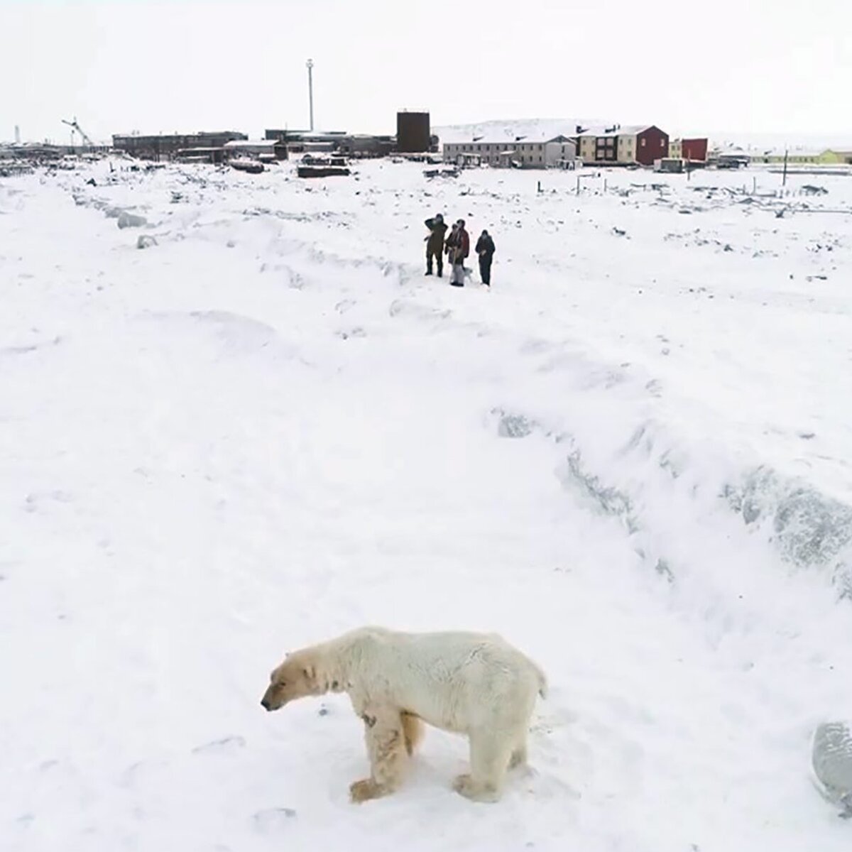 WWF России выразил беспокойство из-за худых медведей на Чукотке – Москва  24, 16.12.2020