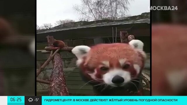 Krasnaya Panda V Moskovskom Zooparke Nashla Skrytuyu Kameru Moskva 24 15 12 2020