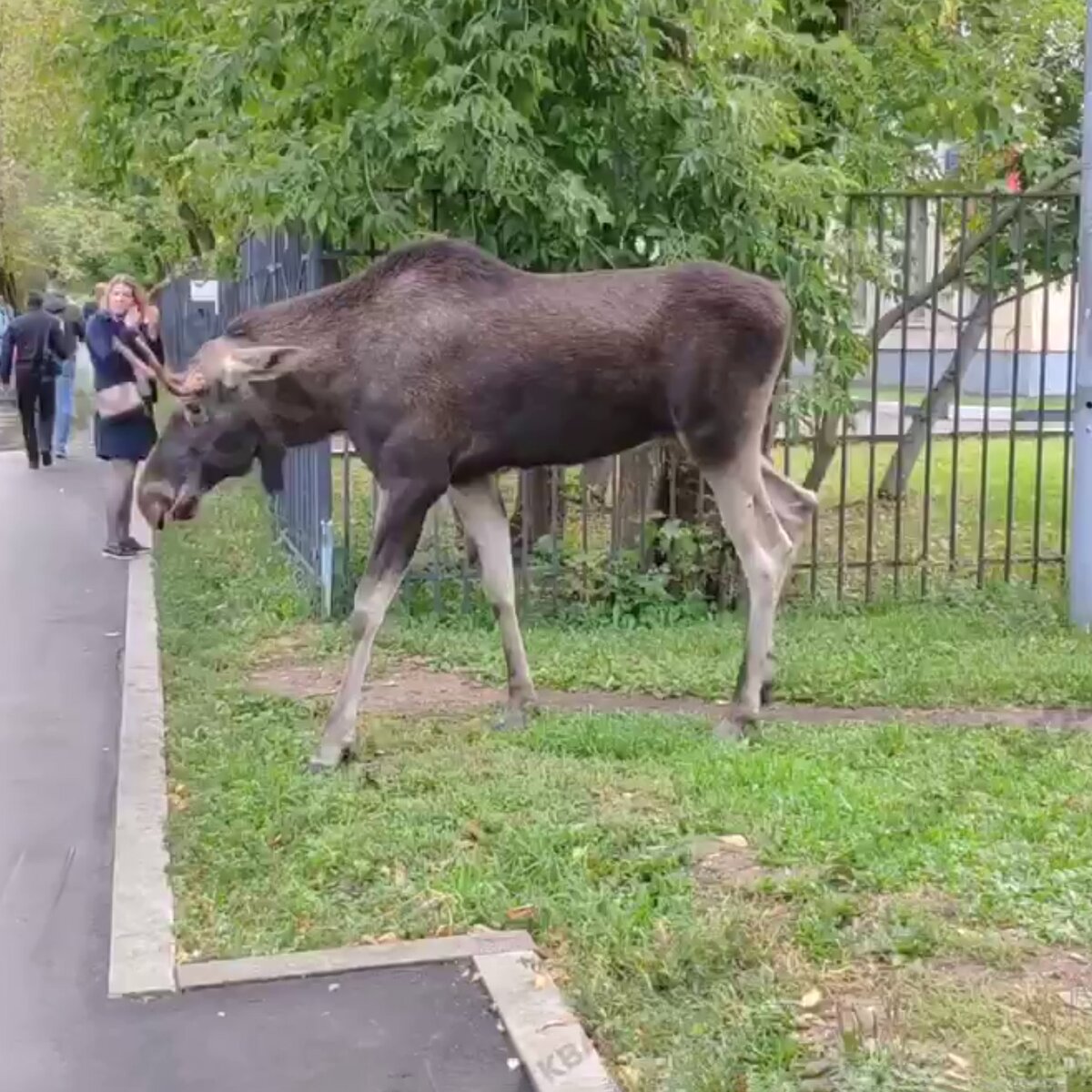 Лося заметили во дворе жилого дома в Перове – Москва 24, 10.09.2020