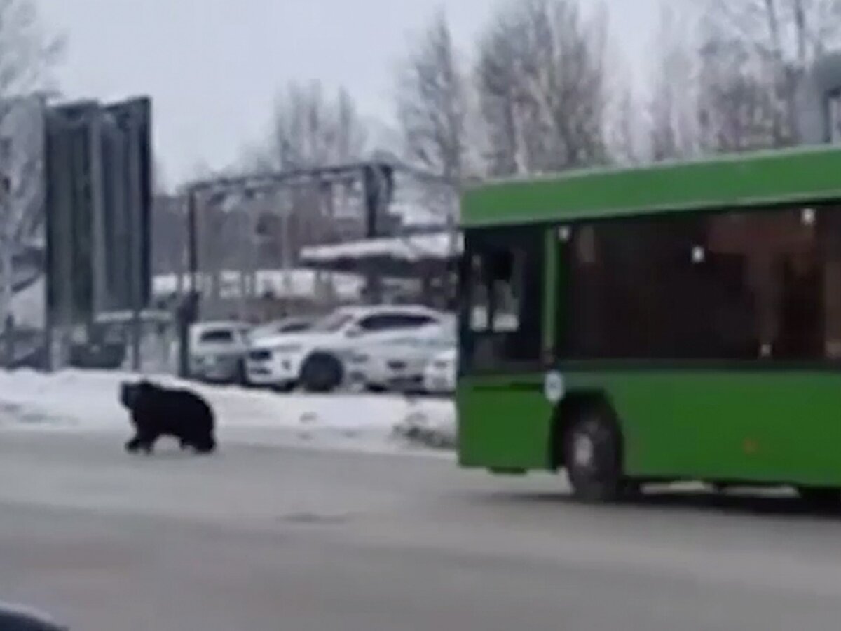 В Нижневартовске автобус преградил дорогу медведю и спас человека – Москва  24, 17.03.2021