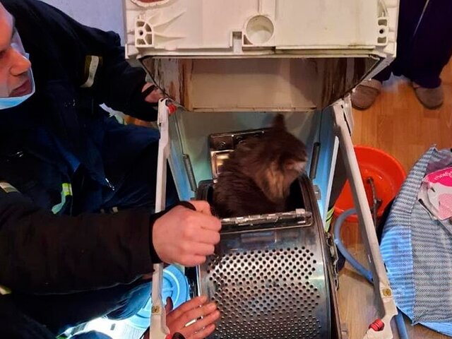 В Москве пожарные спасли кошку, застрявшую в стиральной машине