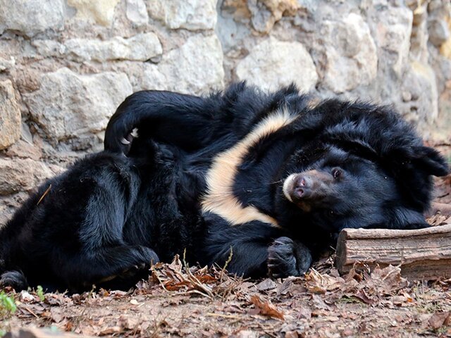 В Московском зоопарке во время зимней спячки умерла гималайская медведица