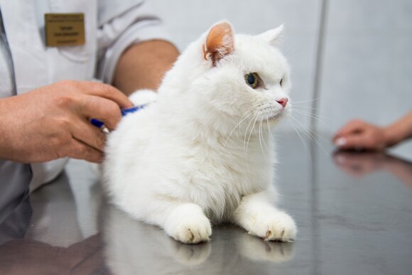 перед прививкой кошке можно ли кушать