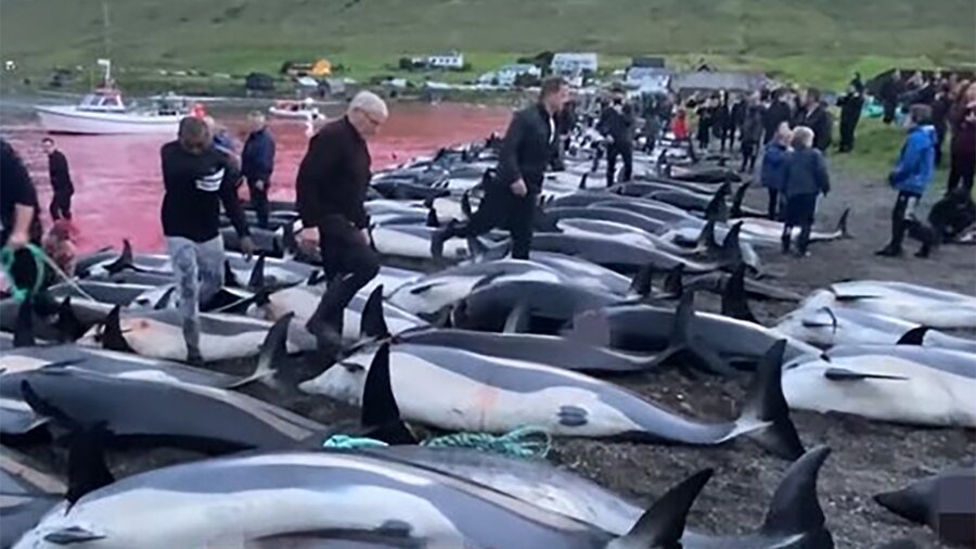 Убийство дельфинов на Фарерских островах: что стоит за жестокой традицией? - ТАСС