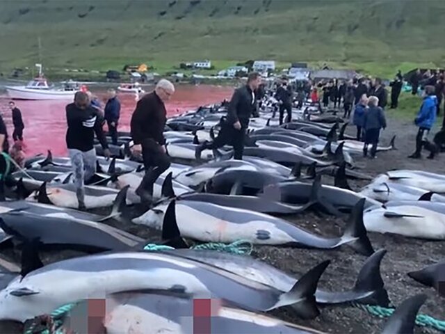 Россиян призвали бойкотировать товары из Дании из-за убийства дельфинов