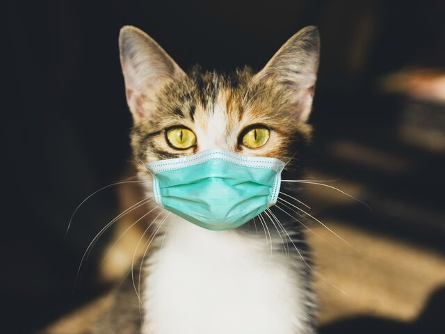 Ученые обнаружили, что кошки могут заразиться COVID-19 от постели хозяина