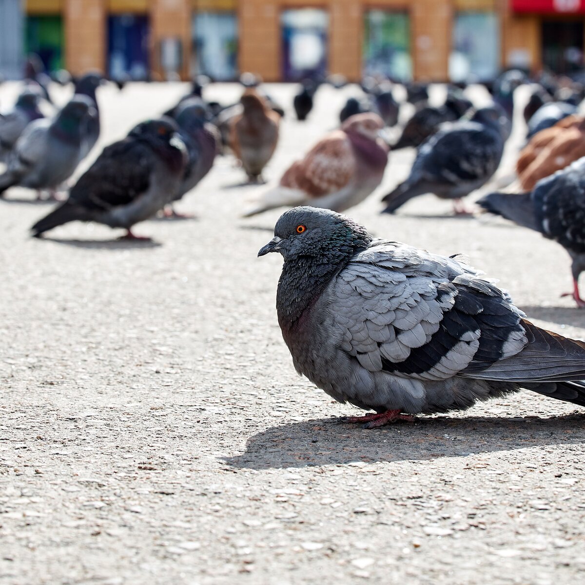Почему мы не видим на улице птенцов голубей – куда птицы их прячут