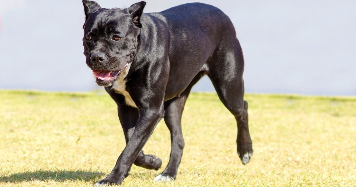 Кане корсо плюсы минусы. Cane Corso Puppy. Кане Корсо фото. Намордник для Кане Корсо. Кане Корсо с доберманом фото.