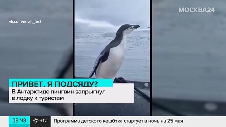 Первые мореплаватели увидевшие пингвинов в антарктиде. Пингвин запрыгнул в лодку спасаясь от касаток. Пингвин прыгает вверх. Слава Антарктиде пингвинам Слава. Tcnm KB gbyiudnys d fynfhrnblt.