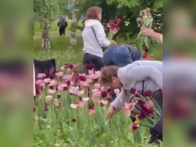 Местные жители оборвали клумбу с тюльпанами в Гольянове