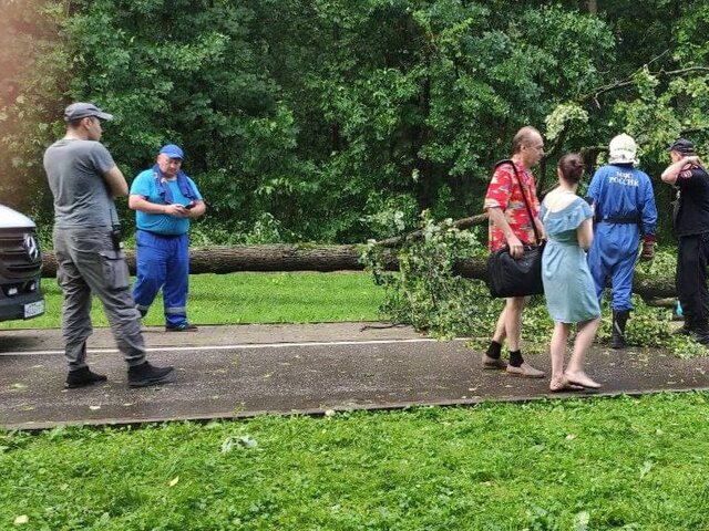Прокуратура начала проверку после падения дерева на женщину на востоке Москвы