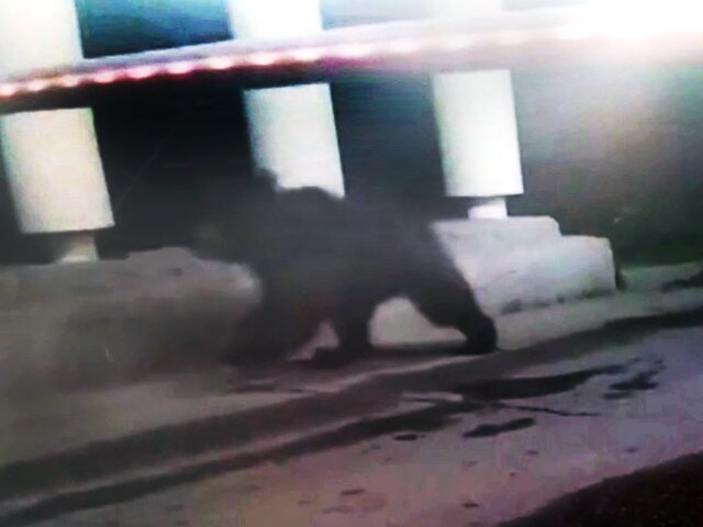 Медведя заметили вблизи пансионата в Мытищах