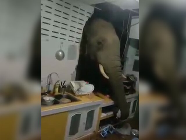 Слон проломил стену дома в поисках еды в Таиланде