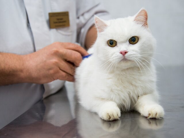 Ветеринарные клиники пожаловались на дефицит популярной вакцины для кошек