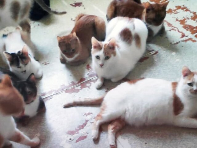 Москвичка рассказала о жизни с 70 кошками, доставшимися от бабушки