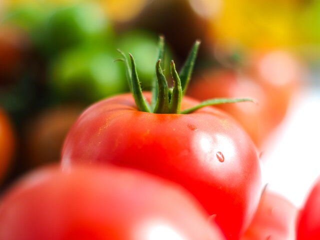 В ТиНАО выявили томатную моль в партии помидоров из Туркменистана