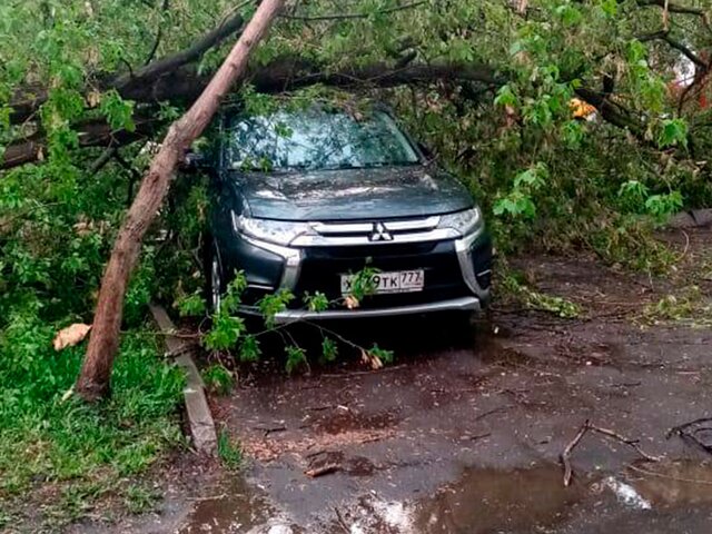Сильный ветер повалил 20 деревьев и повредил 12 автомобилей в Москве