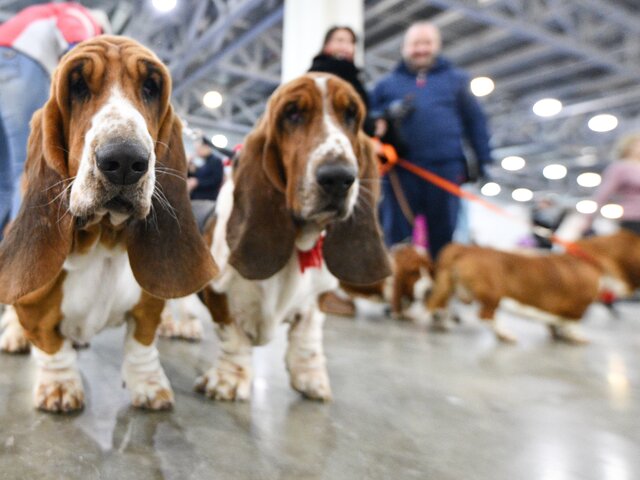 Крупнейшая выставка собак пройдет в Москве в начале мая