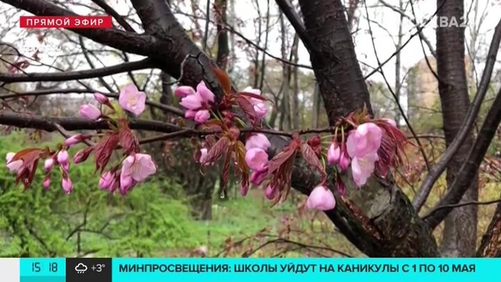 Фото сакуры в аптекарском огороде