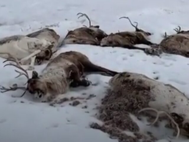 Прокуратура начала проверку информации о массовой гибели оленей на Камчатке